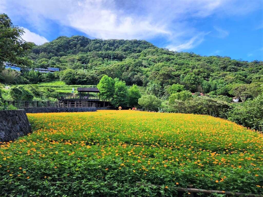 花田花況(圖片來源:臺北市政府工務局大地工程處)