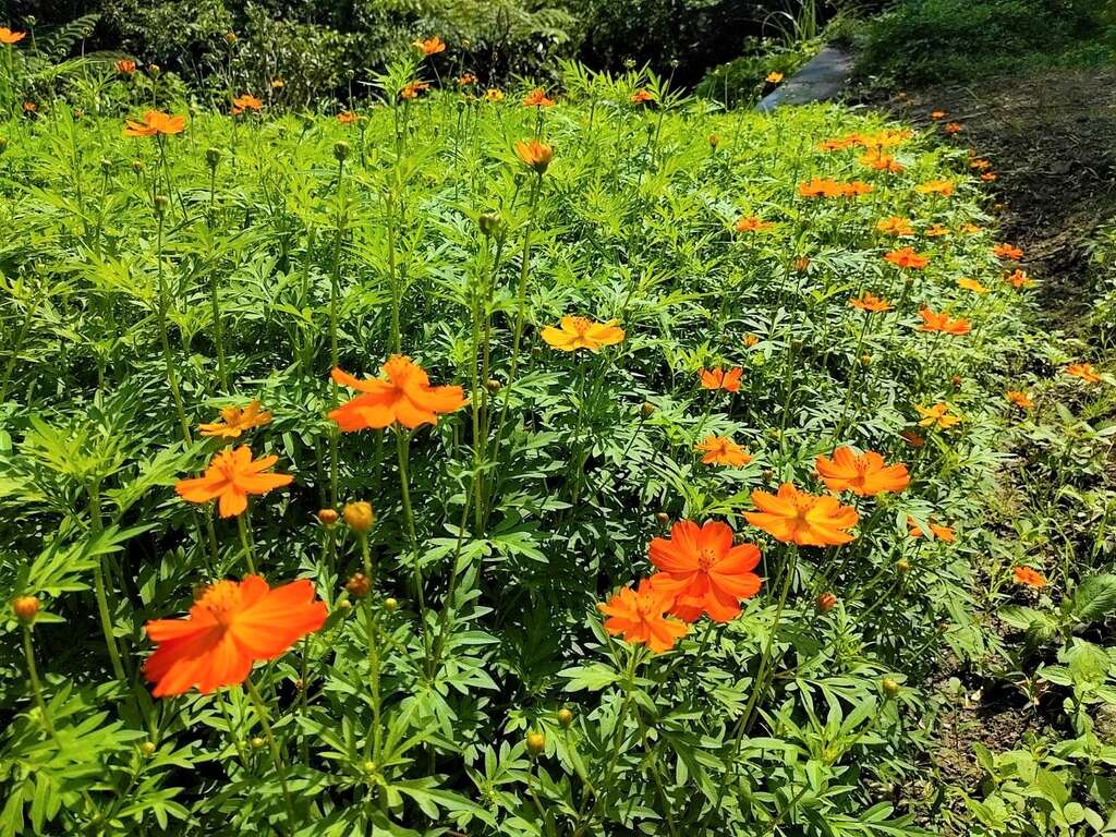 黃波斯菊(圖片來源:臺北市政府工務局大地工程處)