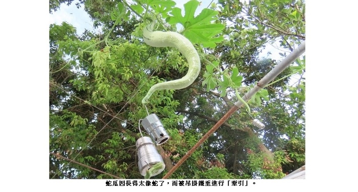 蛇瓜被吊鐵垂作「牽引」 不成蛇形