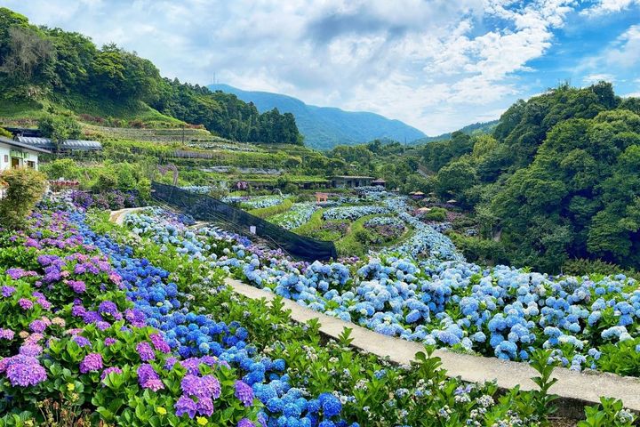 竹子湖繡球花季梯田與花牆是網美不可錯過的景點。 圖:臺北市政府工務局公園路燈工程管理處/提供