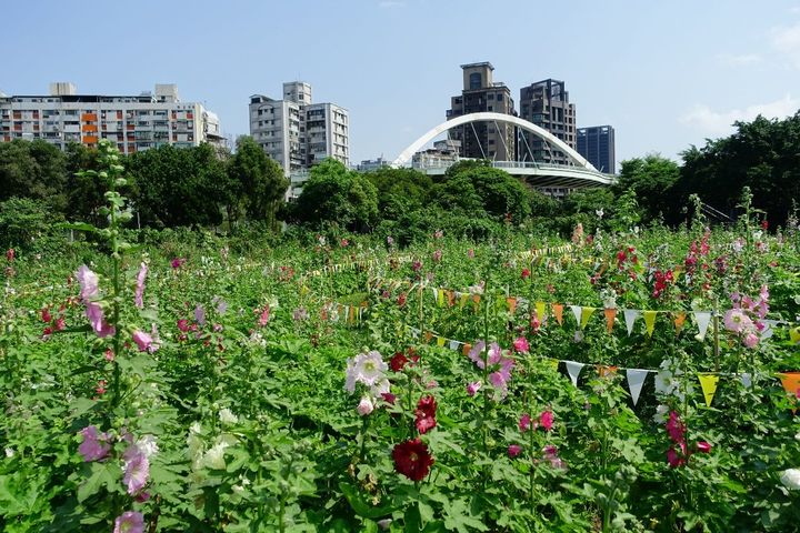 夏遊「花IN台北」繡球、蜀葵花海接力綻放