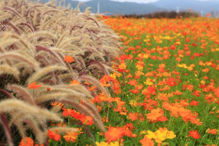 夏遊「花IN台北」繡球、蜀葵花海接力綻放