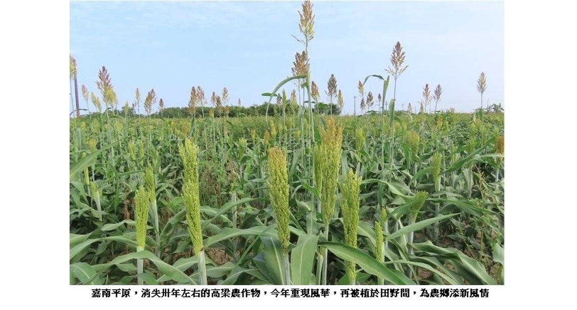 大地春回 高梁再現嘉南平原