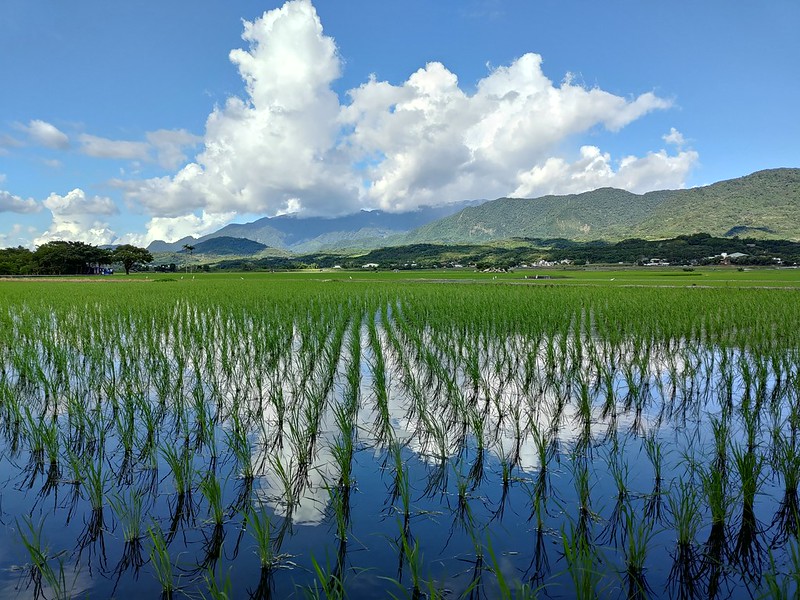 伯朗大道,圖_「苦兒流浪記」部落格提供。
