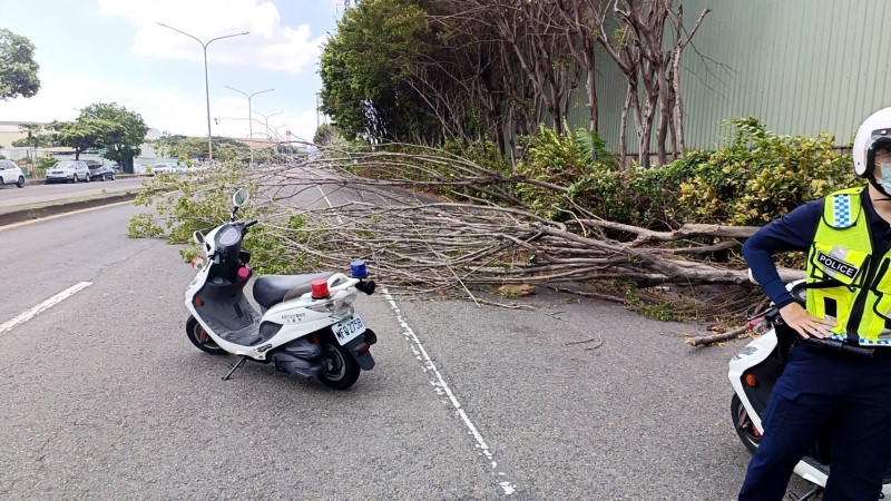 北林路上路樹倒塌 警到場迅速協助排除 已恢復通行