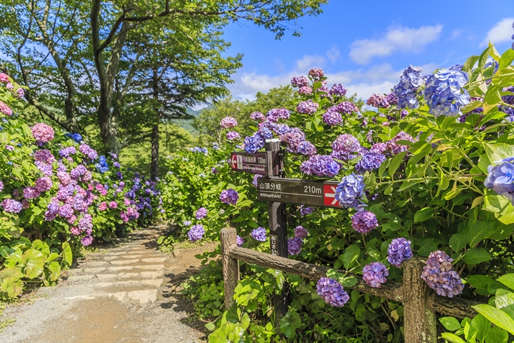 300萬朵震撼繡球花海!日本靜岡下田繡球花祭今開跑