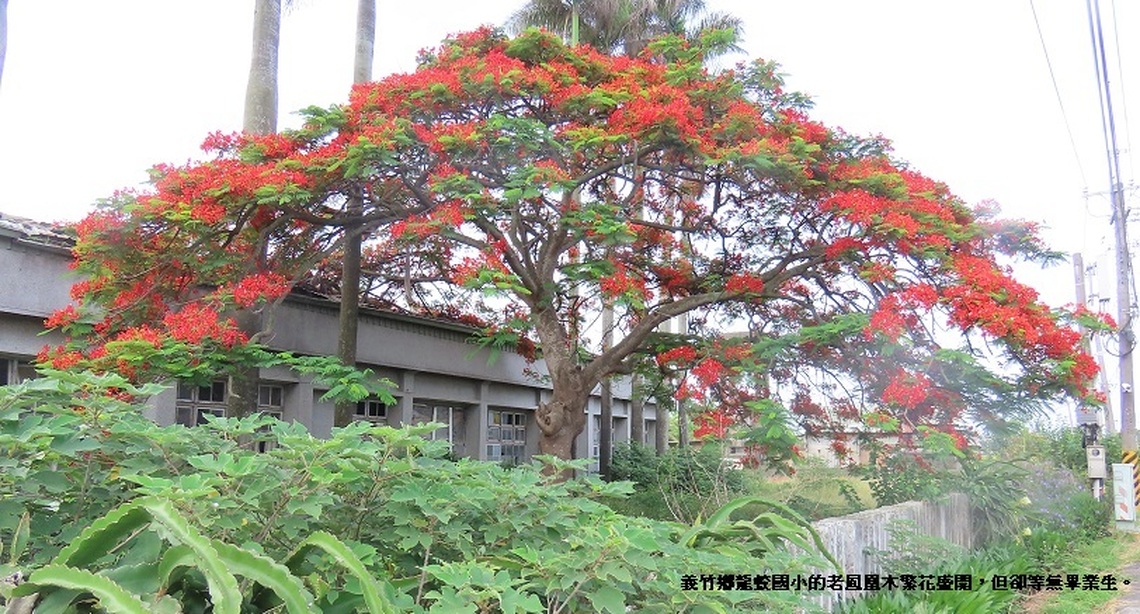 等無畢業生的鳳凰木 繁花依舊盛開