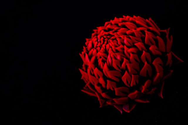 三堀純一的代表作之一「紅亂菊」。.jpg