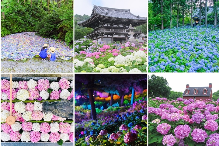 出發追日本繡球花!17大景點夢幻繡球花傘免費租拍