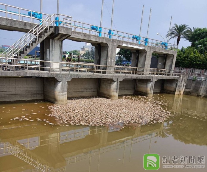 梧棲大排魚群周周暴斃 蔡其昌批盧市府施政漫不經心