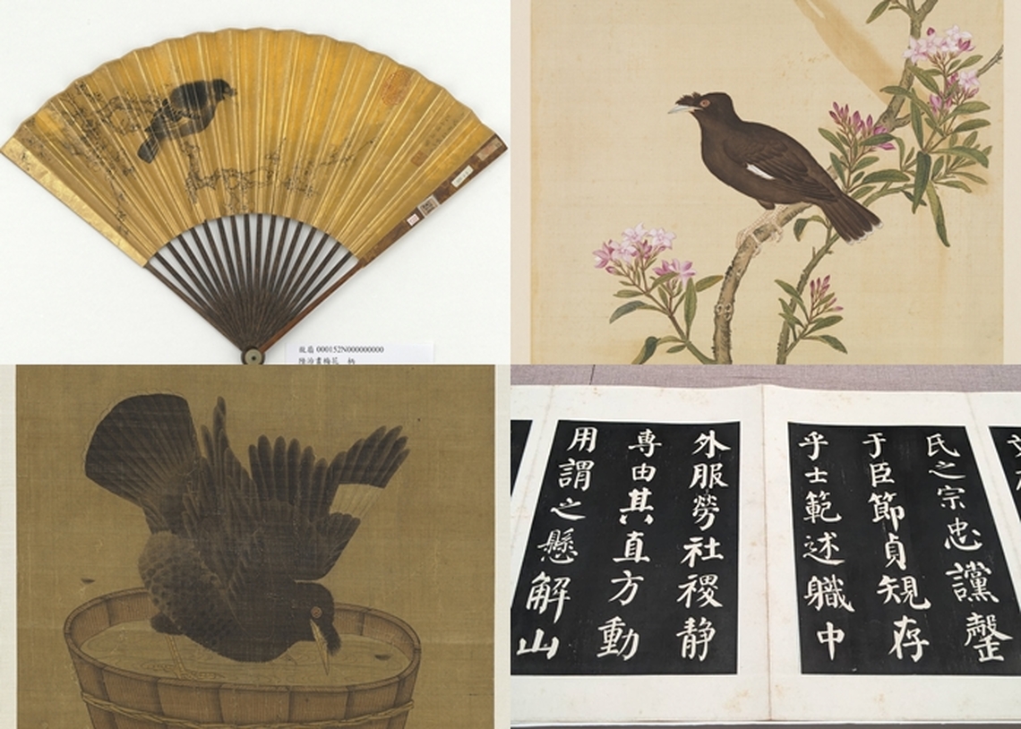 故宮南院翰墨空間邀您共賞古書 一睹八哥集錦 戶外觀察真實的八哥鳥