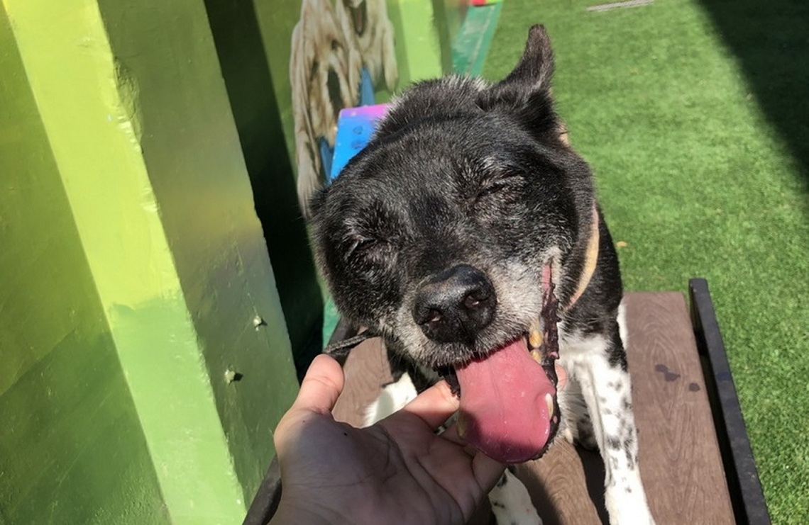 台南遊蕩犬2年減逾8千隻