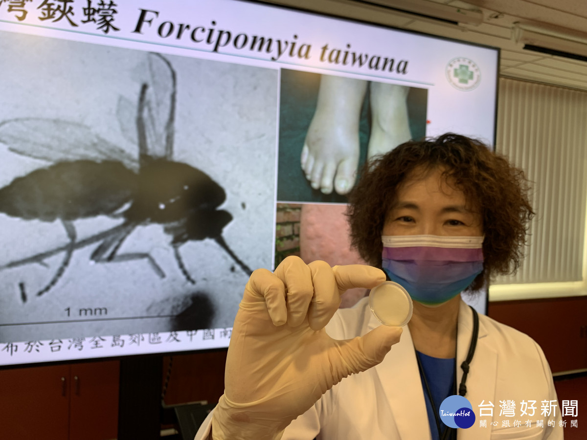 中榮內科部副主任陳怡行手中這個小小減敏貼布,可預防並治療小黑蚊叮咬造成嚴重的過敏反應。曾雪蒨攝