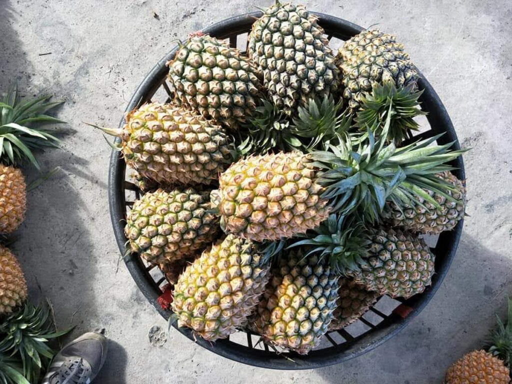  Q彈的口感搭配鳳梨香甜微酸的風味，既方便食用又老少咸宜