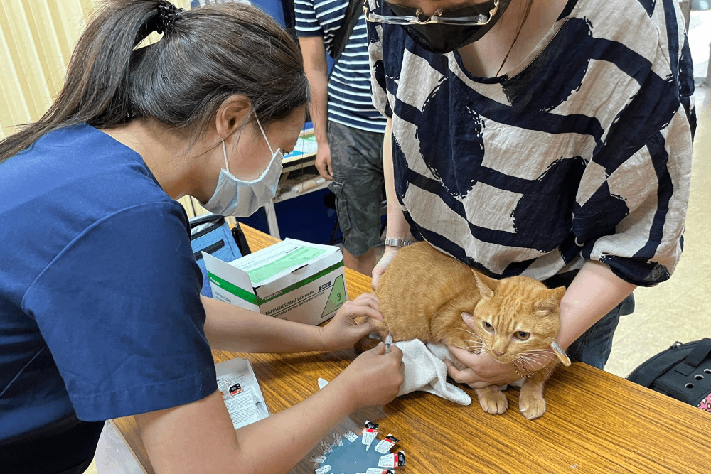 你家毛寶貝打疫苗了沒?北市免費犬貓狂犬病預防注射629開打 304 你家毛寶貝打疫苗了沒?北市免費犬貓狂犬病預防注射629開打 303