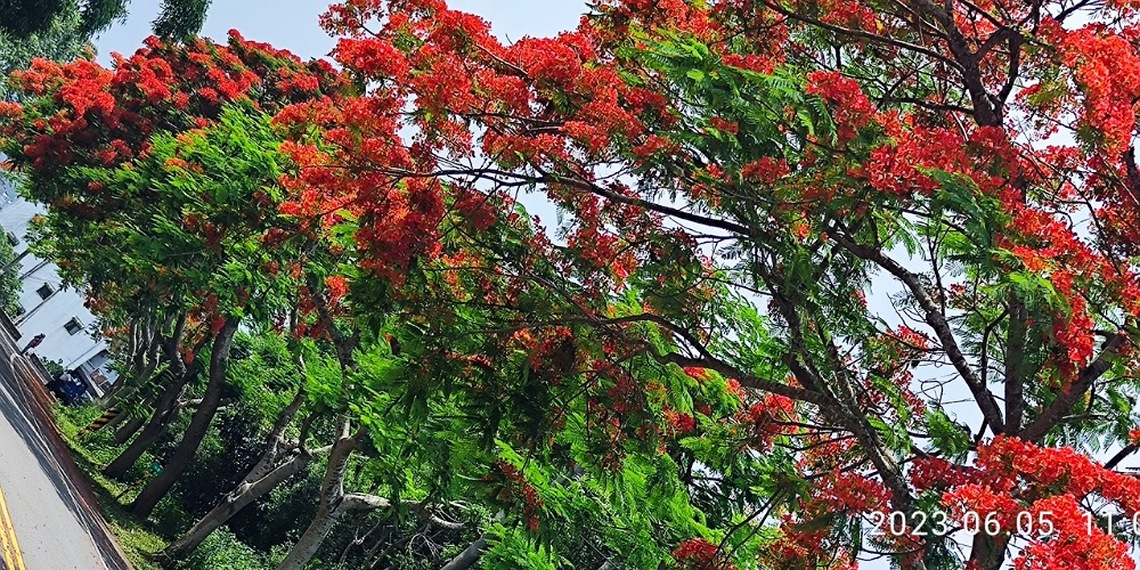 舊台三線新竹縣富興段鳳凰花盛開  蜿蜒垂蔭火紅亮眼