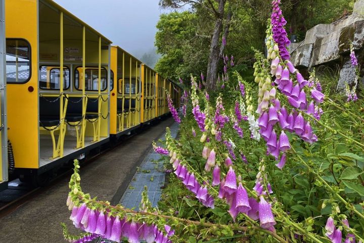 太平山國家森林遊樂區人氣機械遊樂設施「蹦蹦車」,新車將於6/13啟用。 圖:林務局/提供