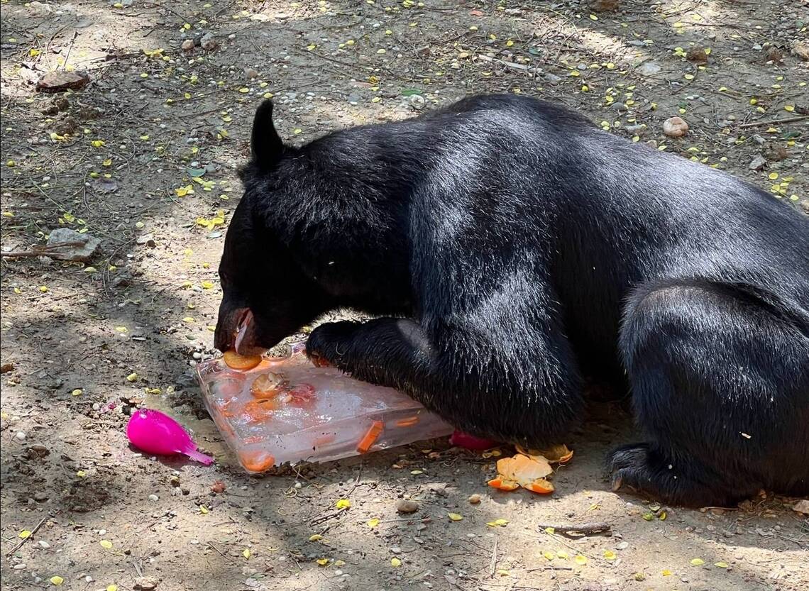 漾新聞|「波比」戴牙套!壽山動物園與醫療團隊守護黑熊牙齒健康