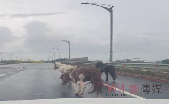 「馬路」真的有馬! 馬兒悠閒逛大街 飼主挨罰