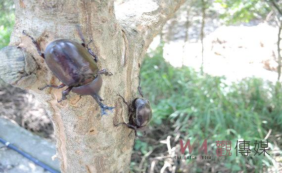 愛牠就別抓牠 花壇鄉大嶺巷登山步道旁獨角仙大爆發