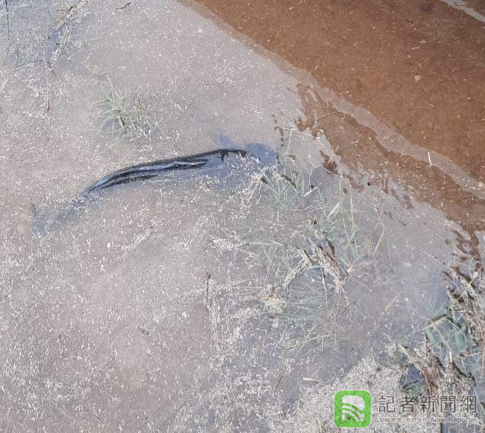 加菜囉? 高雄清晨大雨 雄中驚見兩尾土虱 師生驚呆 72 D2E0DA78 D8D1 45B4 A3FE E8B02BFCBB2C | 校園 記者爆料網