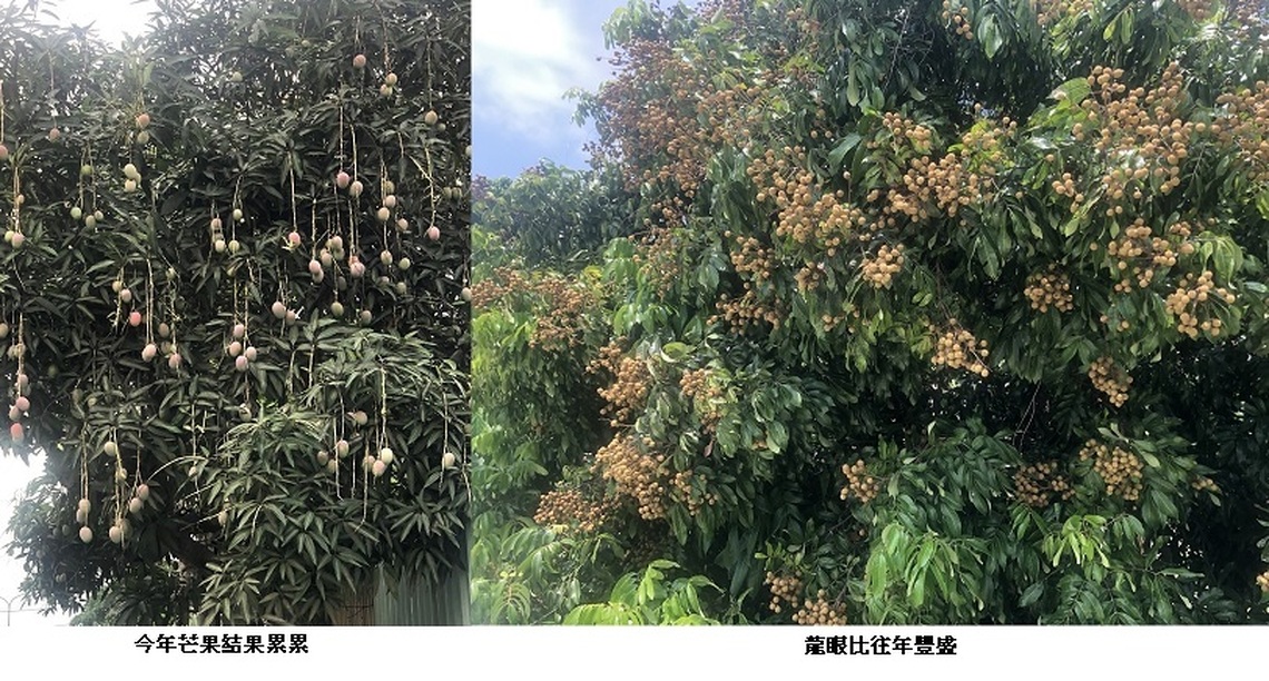 今年水果豐收 結果累累