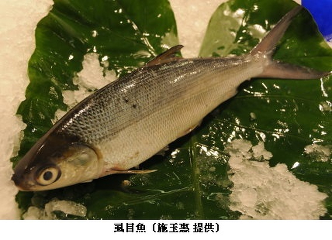 漁業署:漁電共生開發非影響虱目魚價主因