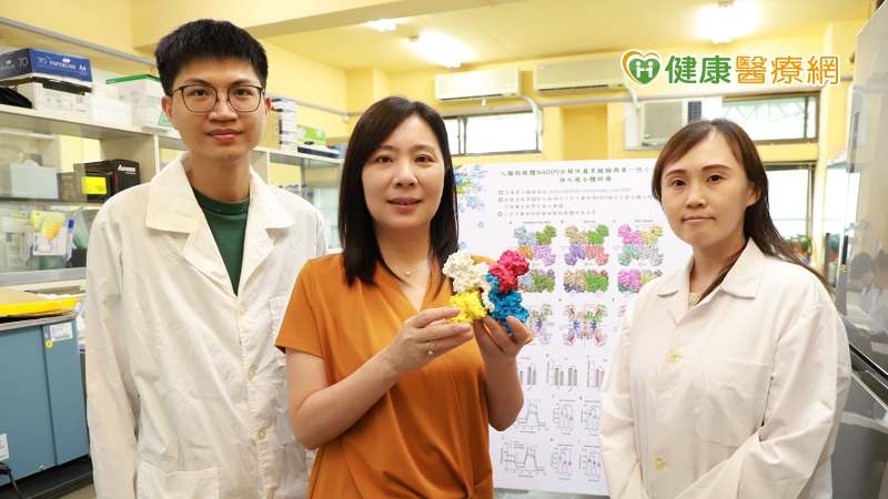 台灣研究團隊找到減緩癌細胞的「關鍵」 開發癌症新療法登國際期刊!