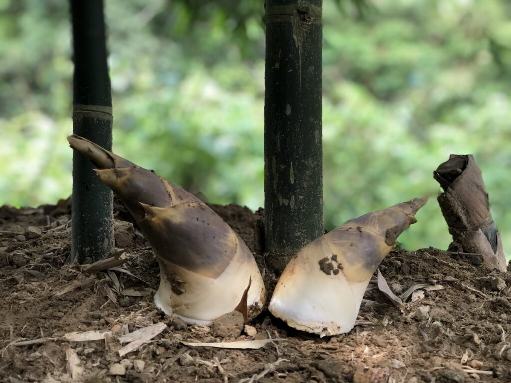 採筍趣-7月至8月綠竹筍園一日農夫生態體驗