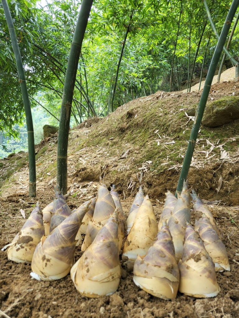 採筍趣-7月至8月綠竹筍園一日農夫生態體驗