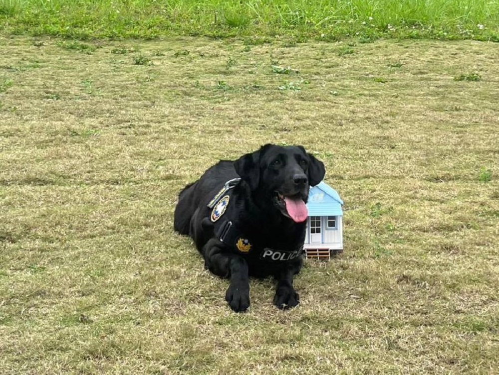 新北退役警犬有家了 4領養人簽約要讓狗狗幸福終老 280 新北退役警犬有家了 4領養人簽約要讓狗狗幸福終老 279