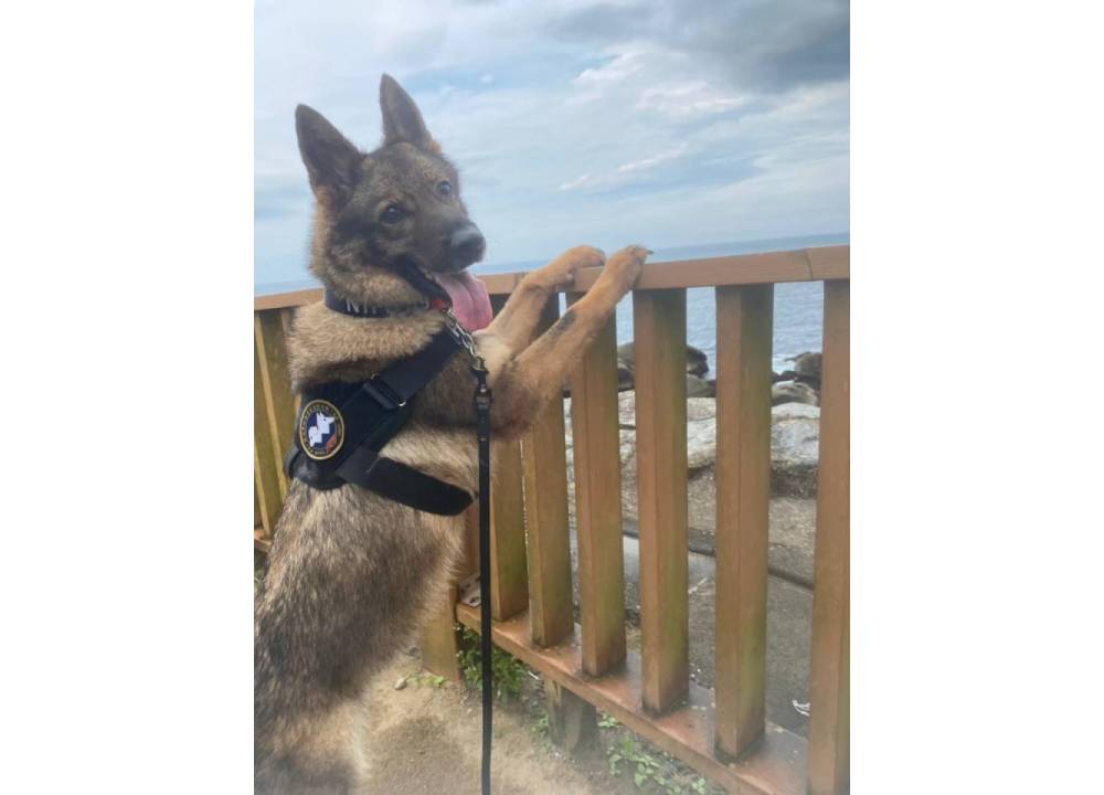 新北退役警犬有家了 4領養人簽約要讓狗狗幸福終老 278 新北退役警犬有家了 4領養人簽約要讓狗狗幸福終老 277