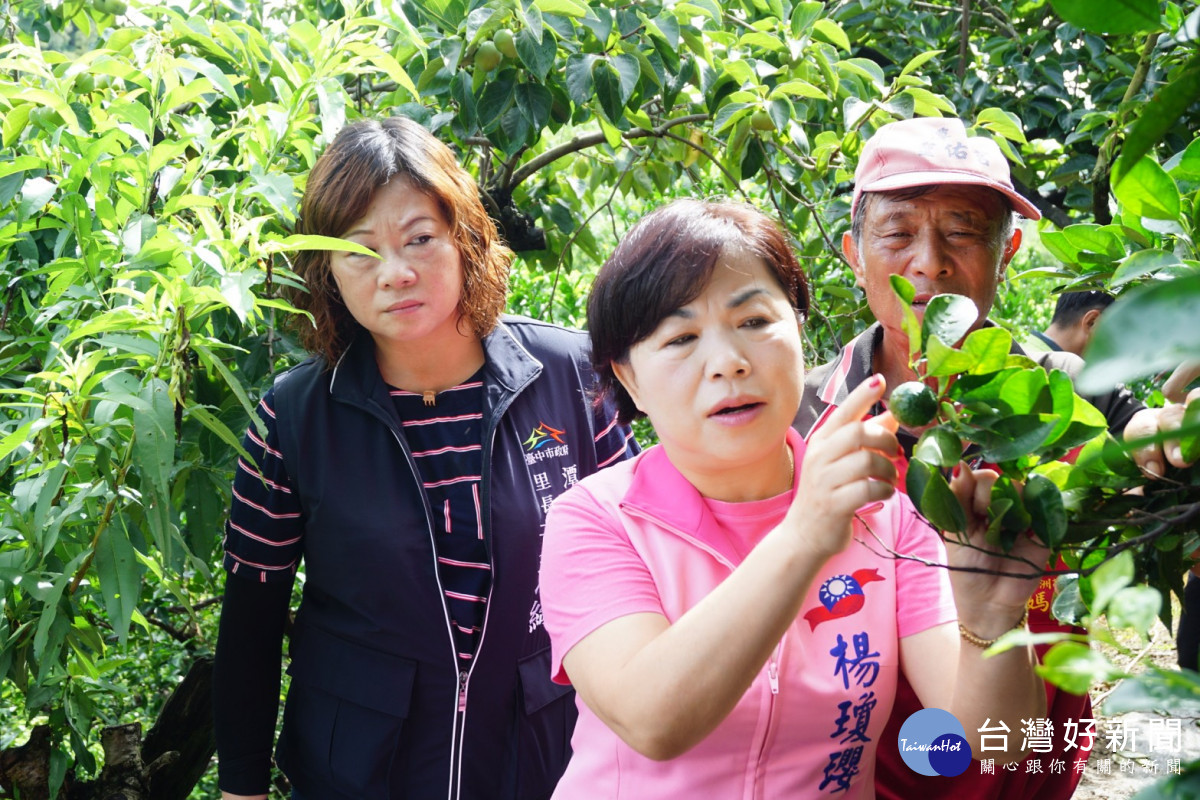 立委楊瓊瓔一行走進椪柑果園,樹上幼果寥寥可數。