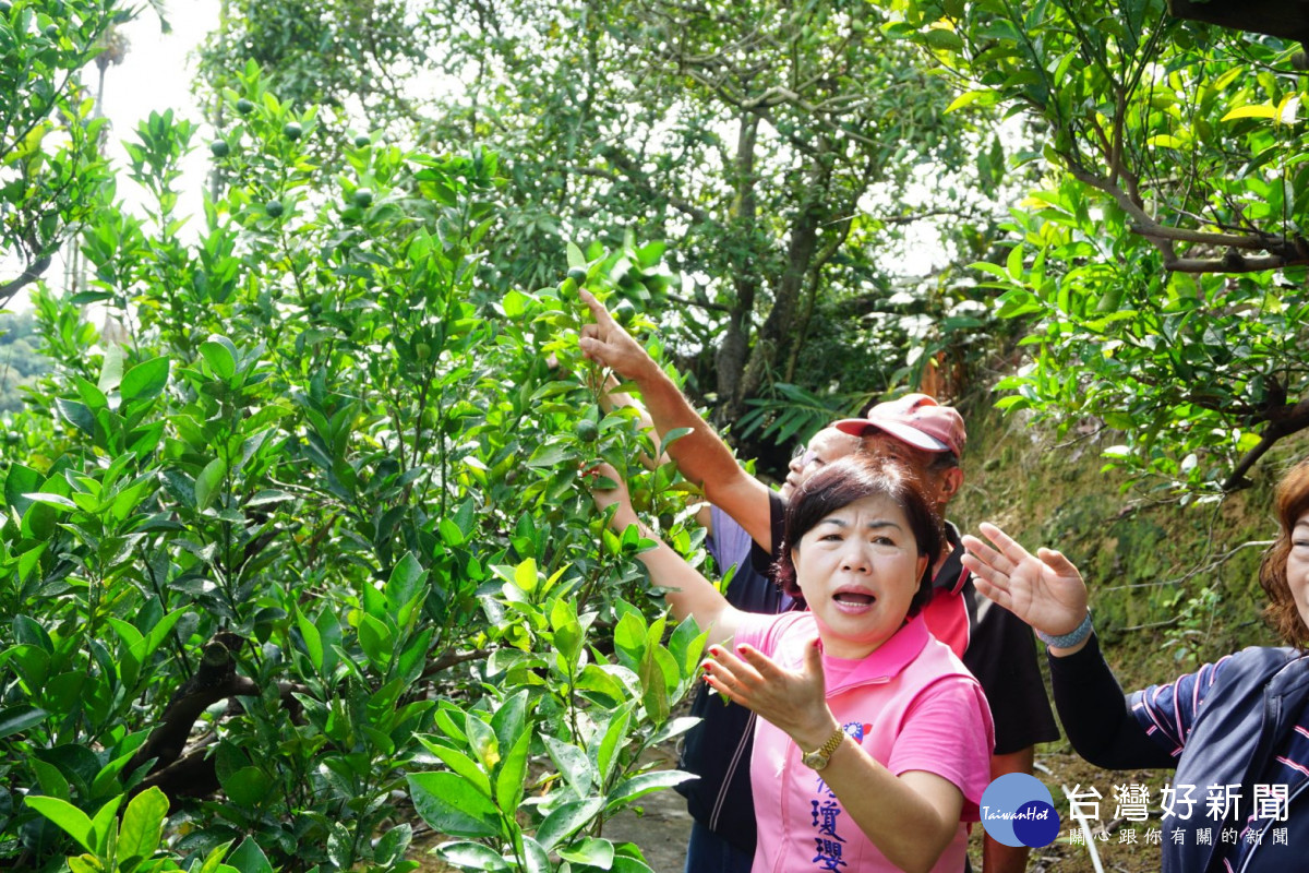 立委楊瓊瓔一行走進椪柑果園,樹上幼果寥寥可數。
