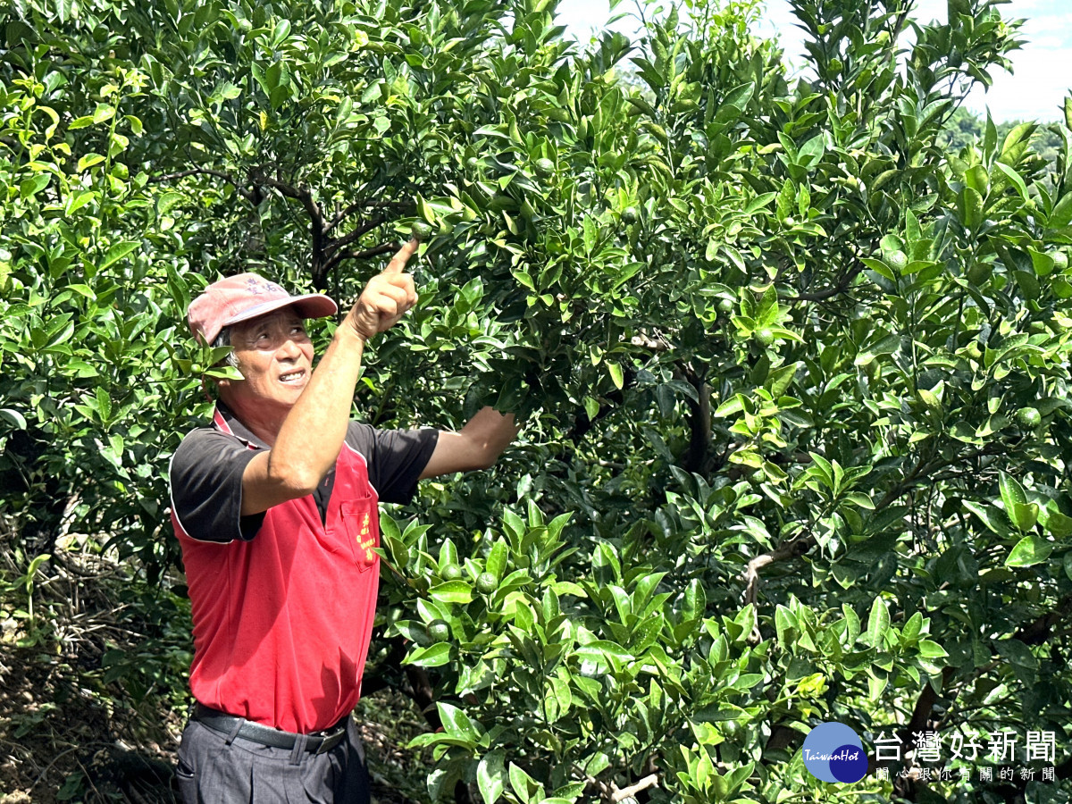 張國賢憂心許多枝條獨留一顆果實,受到烈日曝曬,將會灼傷變成「火燒柑」。