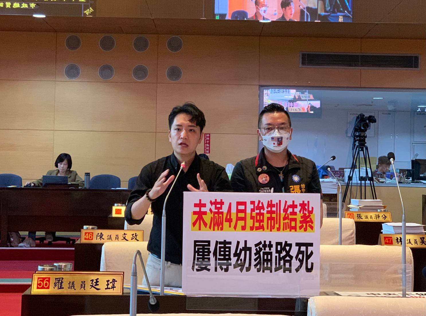 幼貓大量被結紮「虛弱在外死亡」羅廷瑋:請市府改善勿禍害生命 284 幼貓大量被結紮「虛弱在外死亡」羅廷瑋:請市府改善勿禍害生命 283