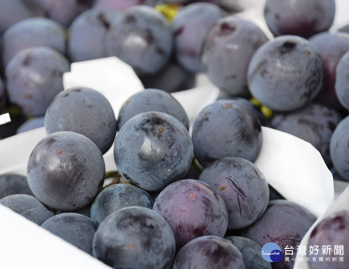 大村葡萄正當時。圖/記者鄧富珍翻攝