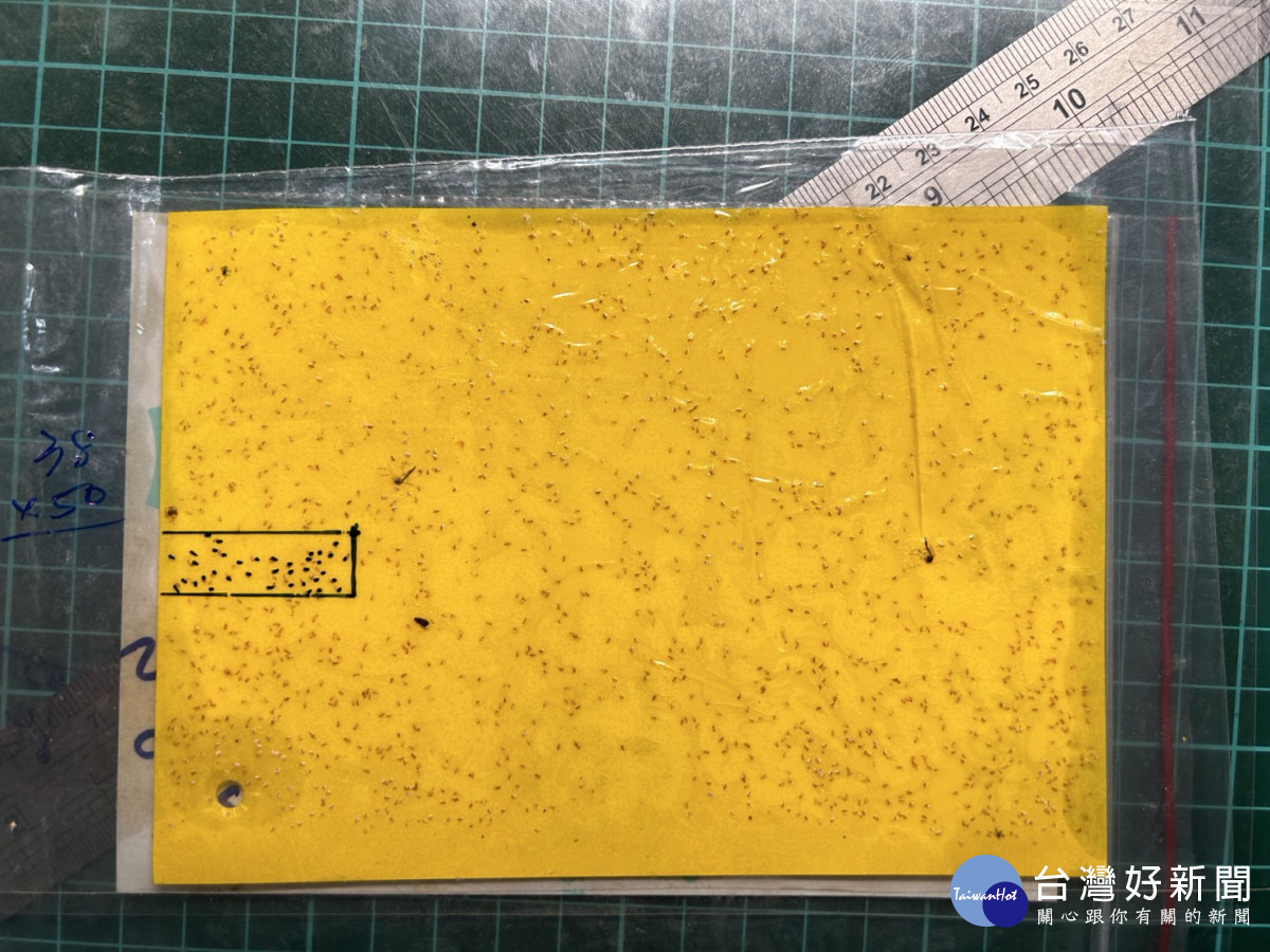 黃色黏紙上銀葉粉蝨數超過50隻／農業處提供