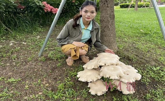 梅雨促生機 巨無霸「金福菇」現蹤山上花園水道博物館