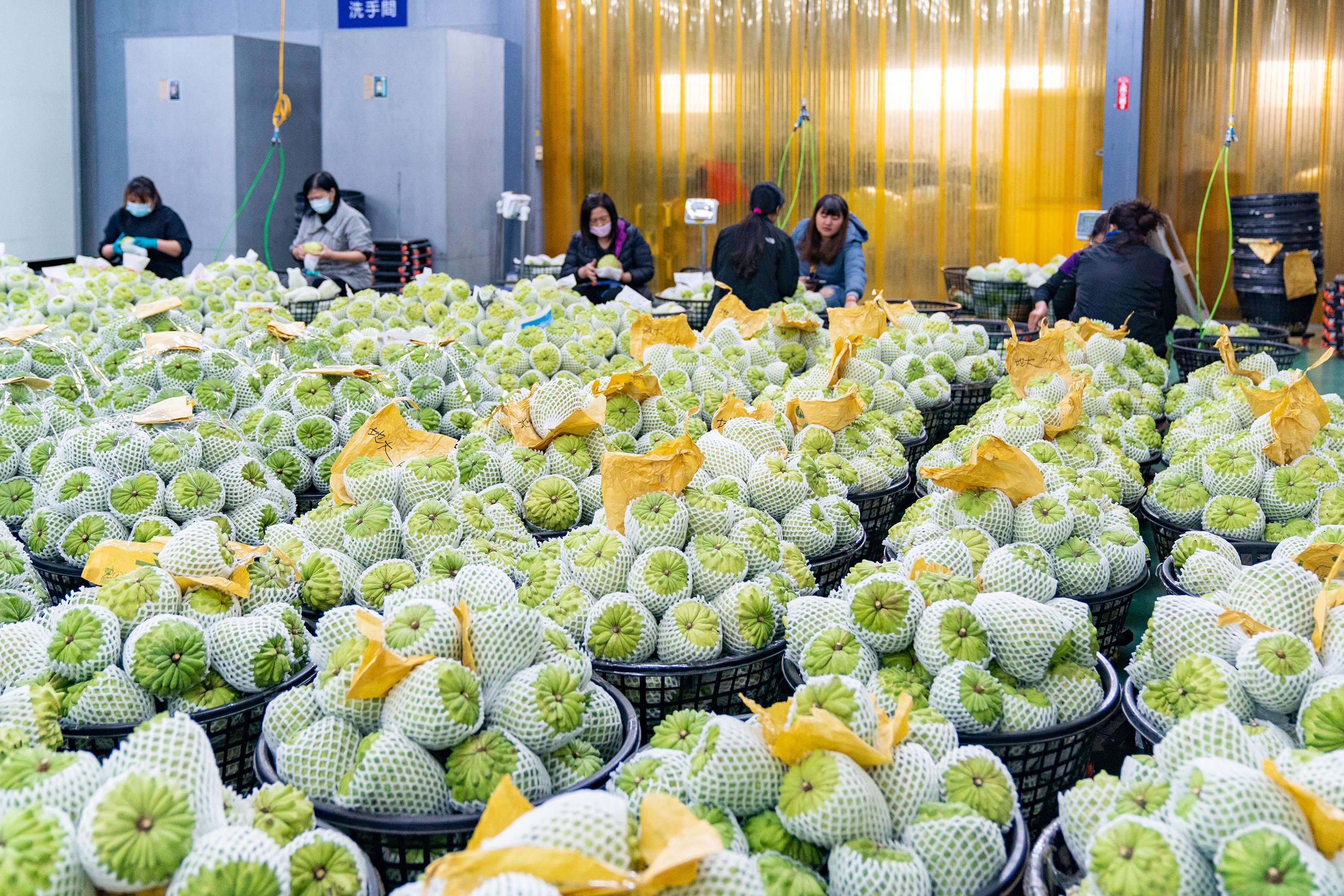 中國國台辦今天宣布,恢復台灣釋迦重新輸中。台東縣政府提供