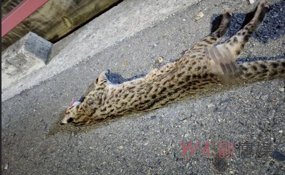 石虎從何而來?石虎遭路殺竟然沿海的鹿港