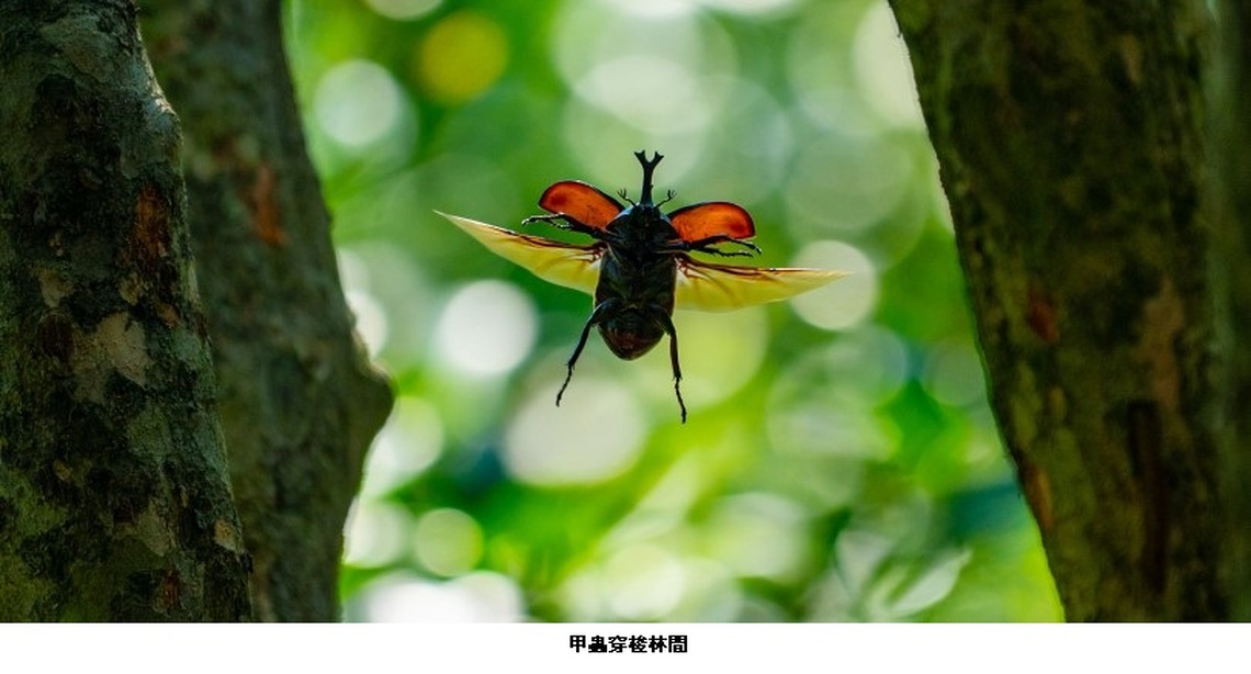 蘆竹羊稠步道甲蟲季6/24-7/9登場 邀市民體驗豐富的步道生態