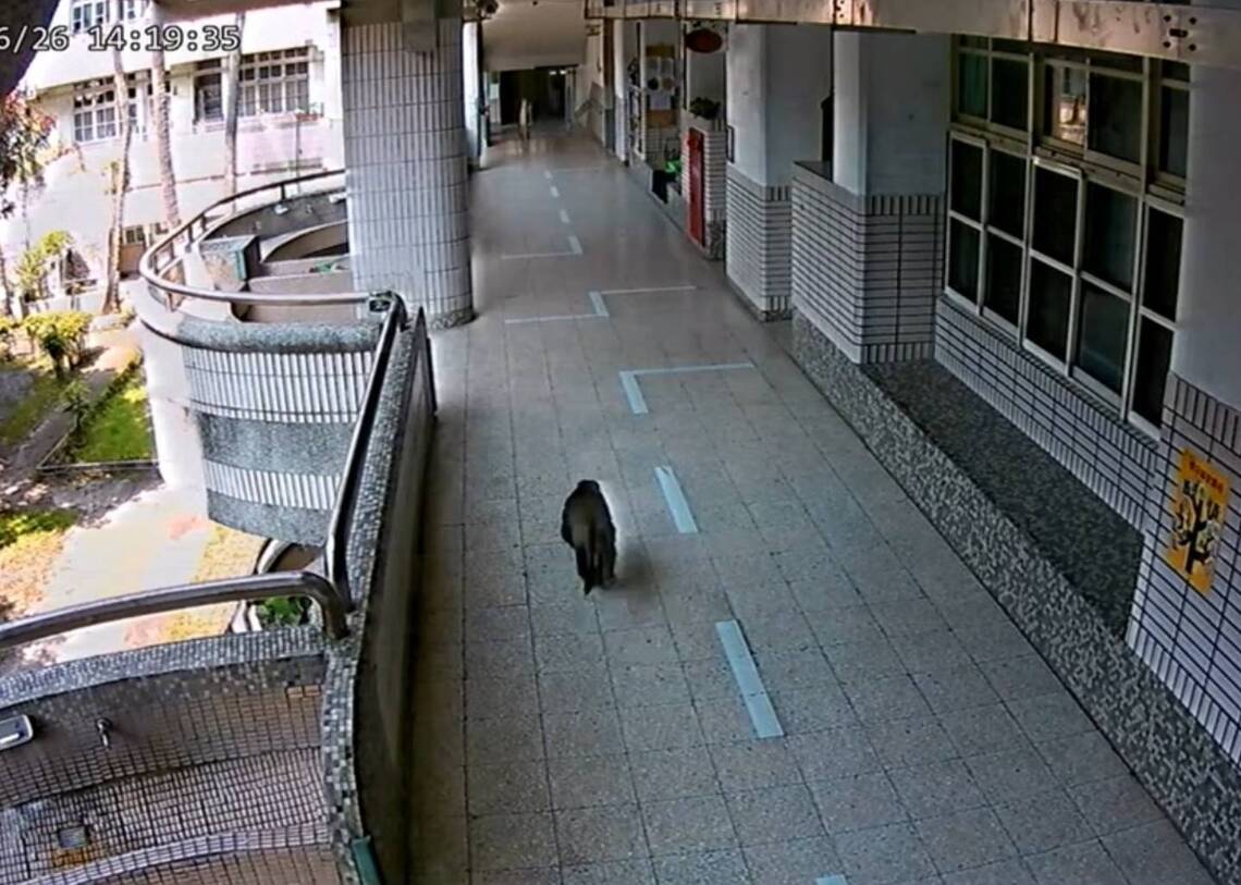 漾新聞|獼猴闖入校園抓傷一童背部 大家質疑這所學校怎麼也會有獼猴出沒?