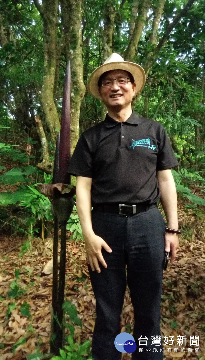 石牌坑親水步道內的密毛魔芋又俗稱「雷公槍」和人一樣高。圖/記者鄧富珍翻攝