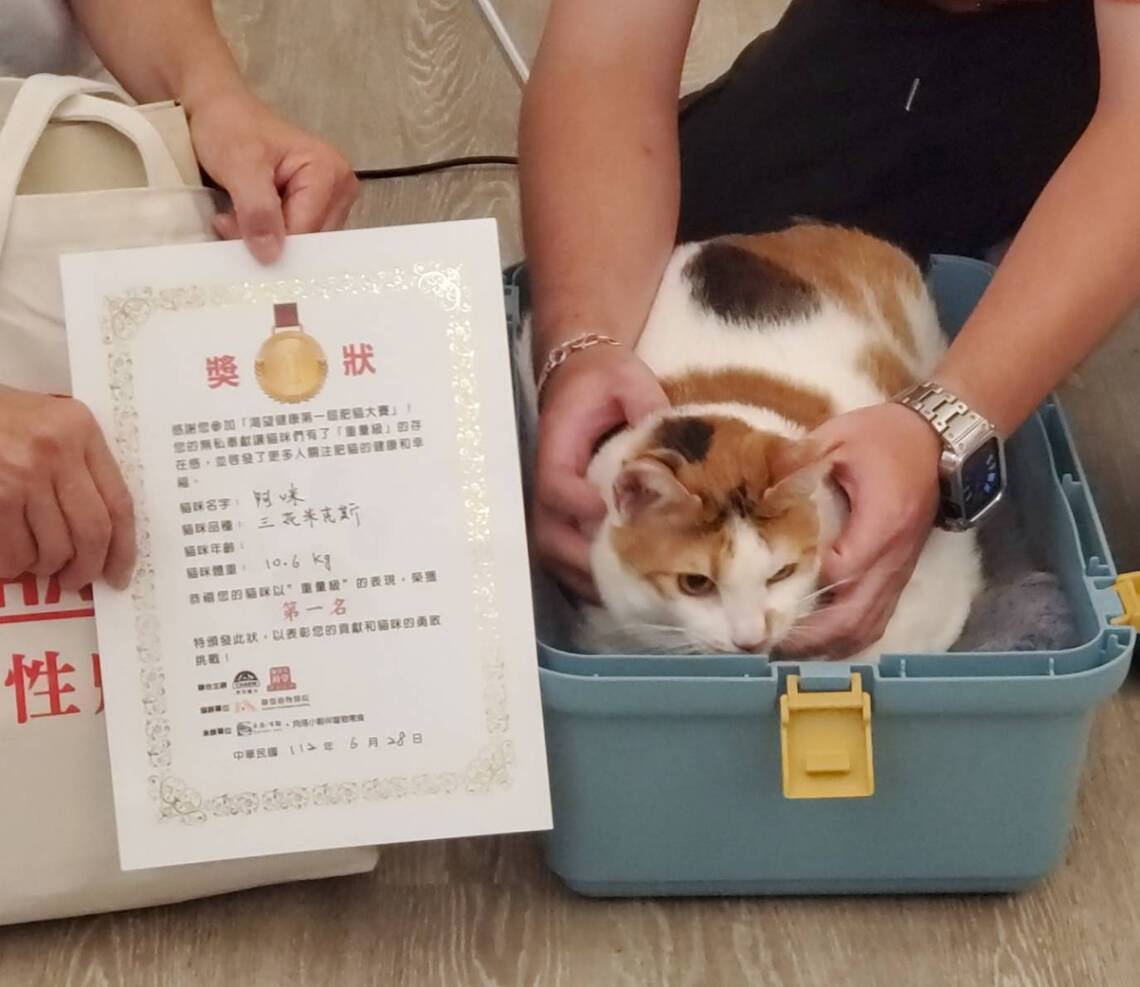 漾新聞|胖胖10公斤肥貓奪冠 高雄市辦第一屆肥貓大賽 角落有貓主題餐廳幫您療癒