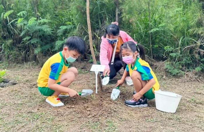 湖西生態園區種植南非樹紫藤 期待成為浪漫紫色廊道