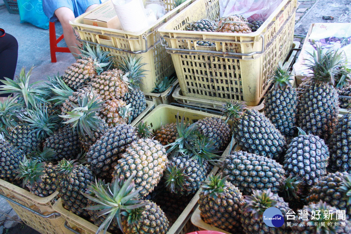 6至8月是鳳梨盛產期最是美味。（記者扶小萍攝）