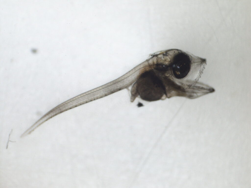 孵化第9天之康氏馬加鰆仔魚