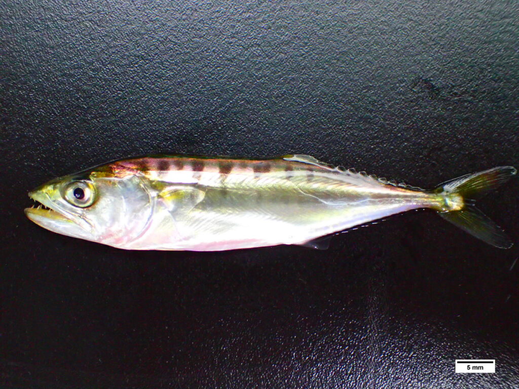 孵化後第26天之康氏馬加鰆稚魚