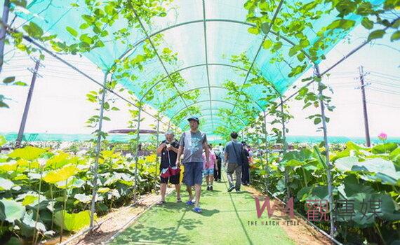 桃園2023蓮花季開幕 歡迎民眾8月20日前到觀音賞蓮花
